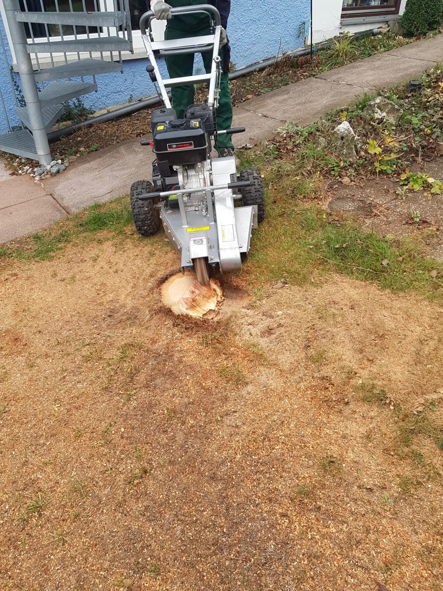 Vorher-Zustand: Wurzelstockfräsen in Giengen