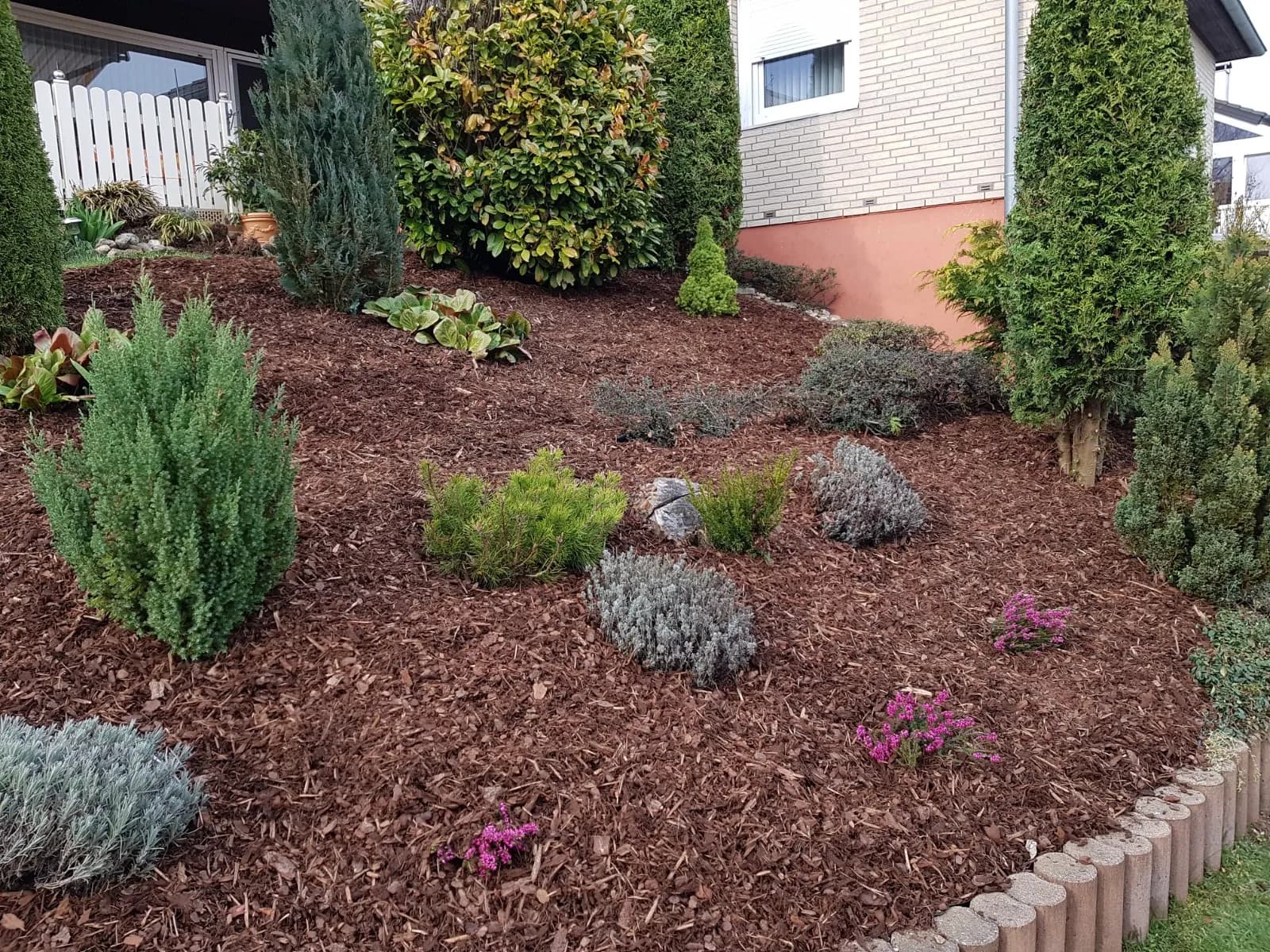 Gepflegtes Beet mit Rindenmulch, Formgehölzen und sauberer Einfassung